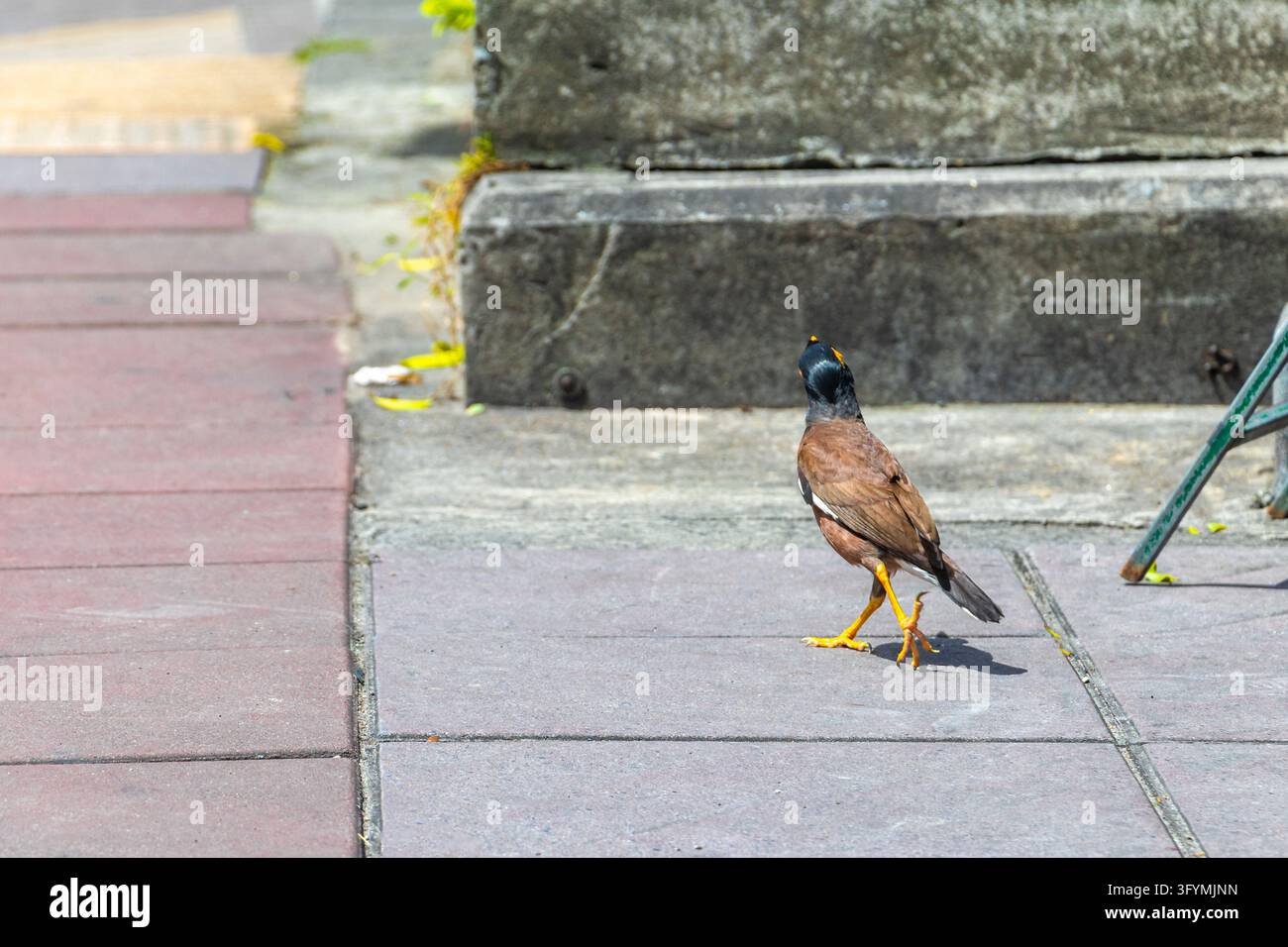 Common myna bird naturally searching for food while walking beside a ...