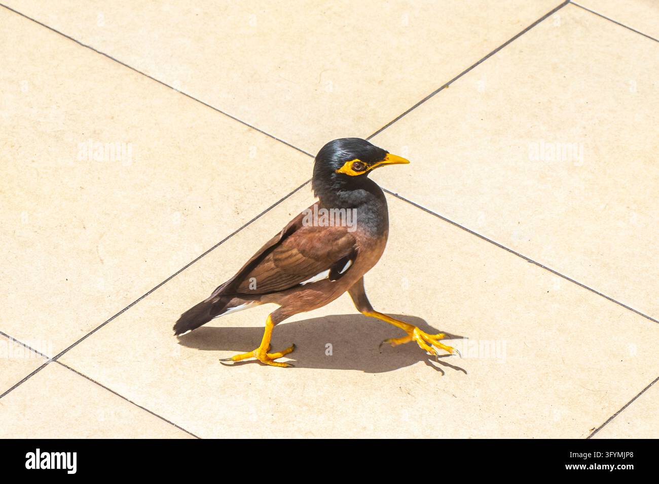 Thai myna bird walking on a street surface while searching for food in ...