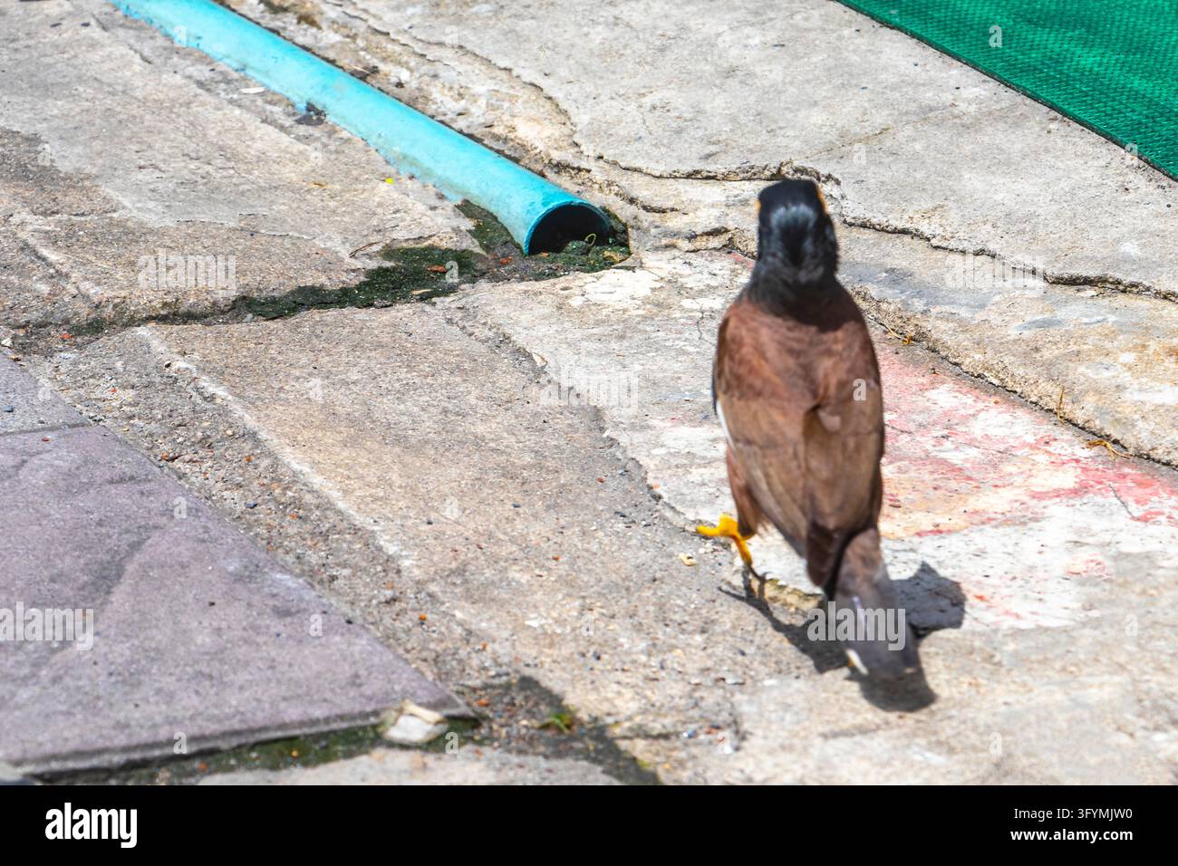 Thai myna bird walking on a street surface while searching for food in ...