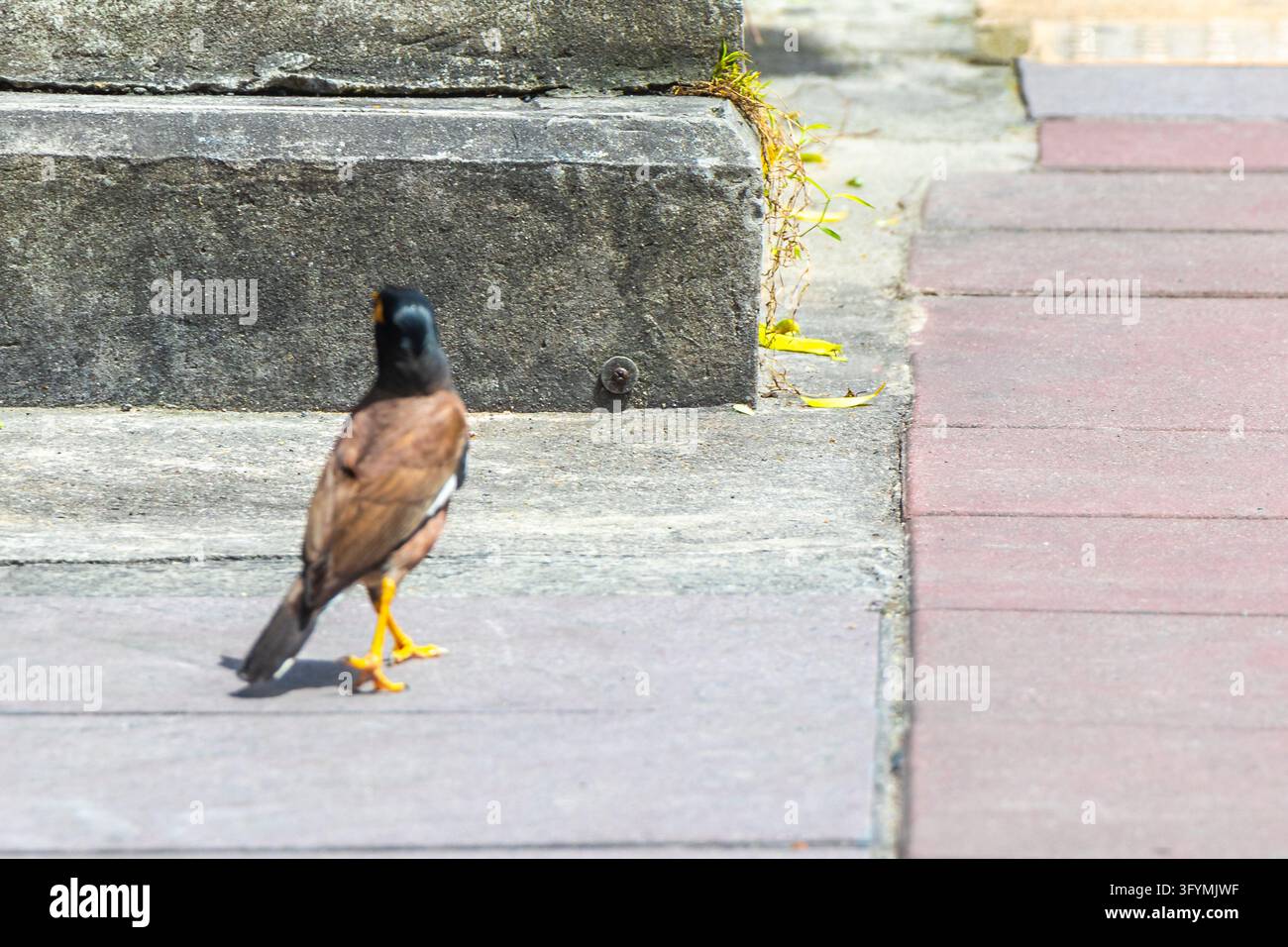 Thai myna bird walking on a street surface while searching for food in ...