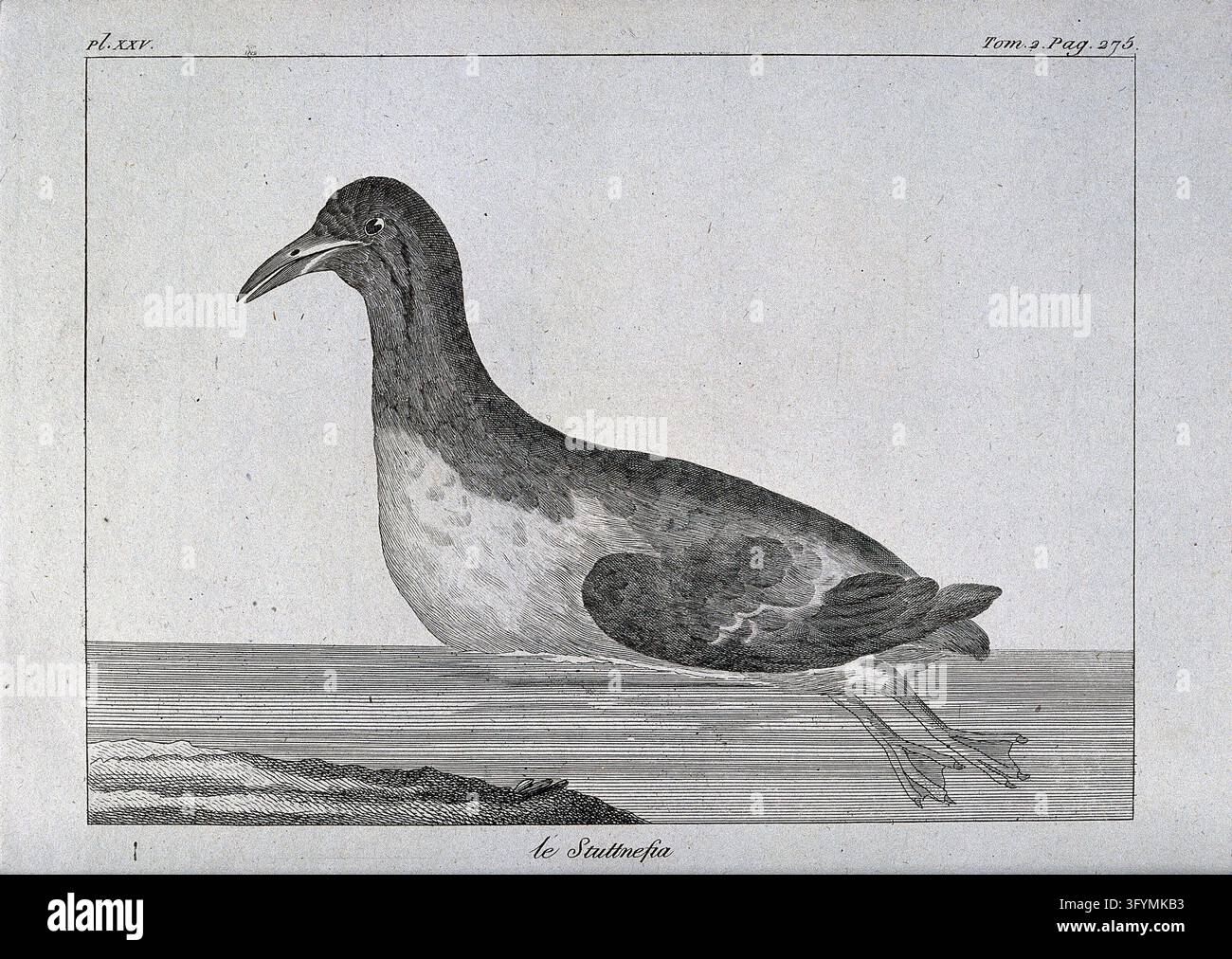 A diving sea bird. Etching Stock Photo - Alamy