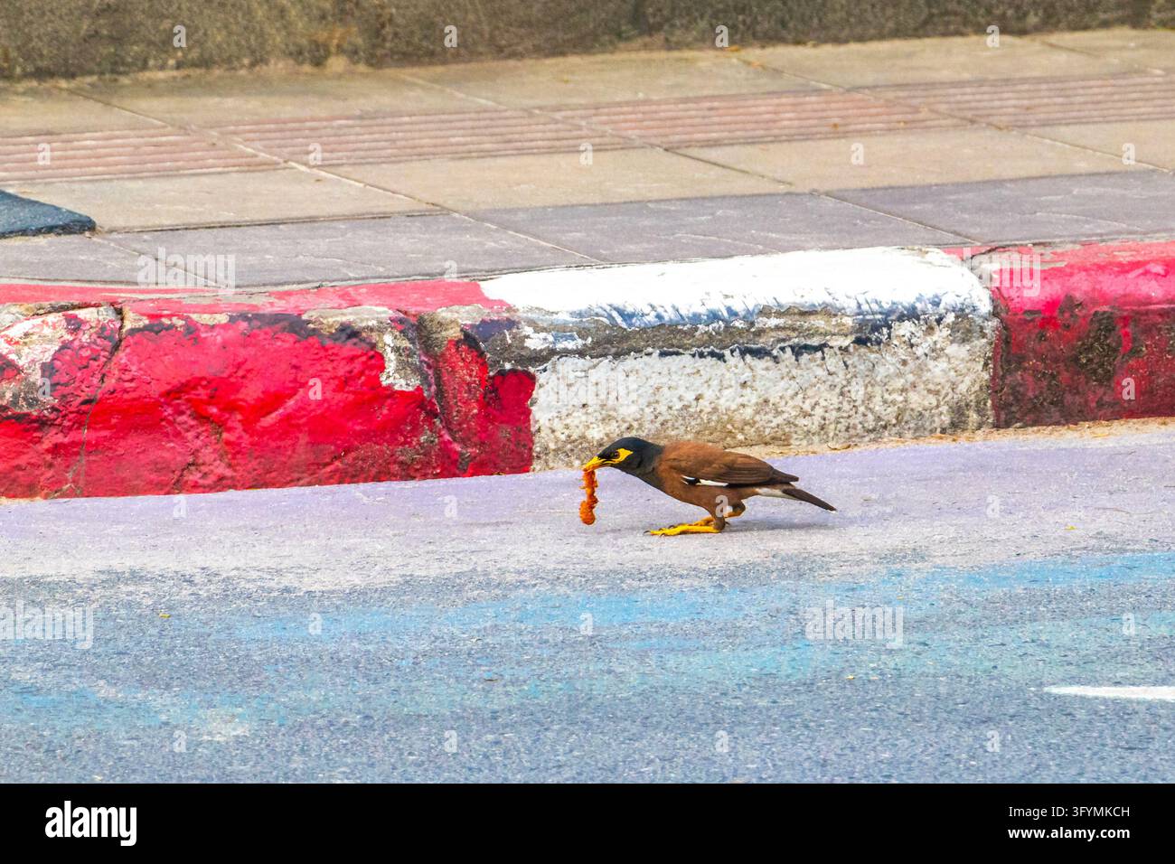 Common myna bird feeding on found food along a roadside, capturing ...