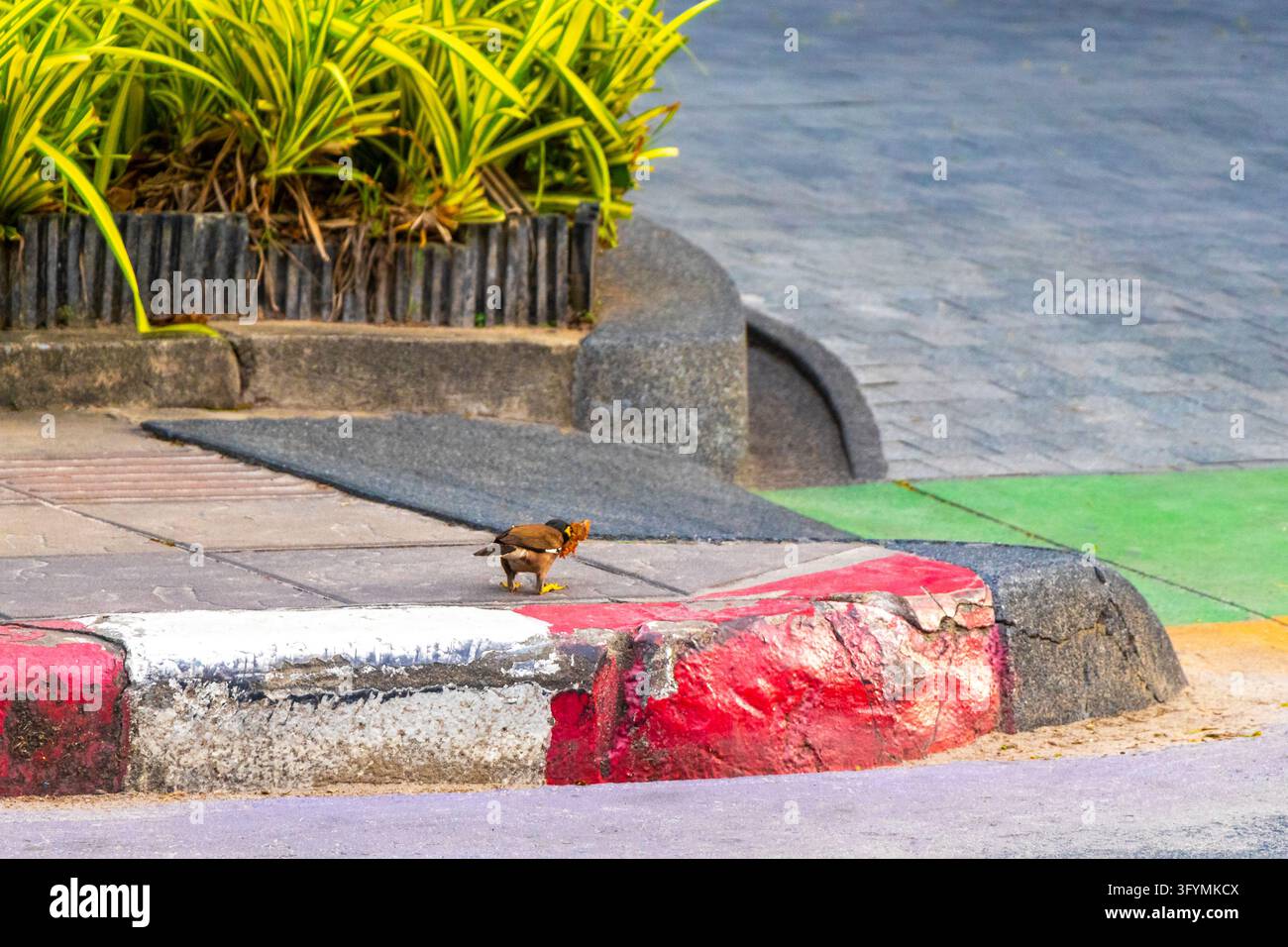 Common myna bird feeding on found food along a roadside, capturing ...