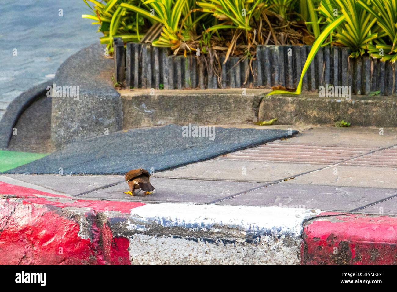 Common myna bird feeding on found food along a roadside, capturing ...