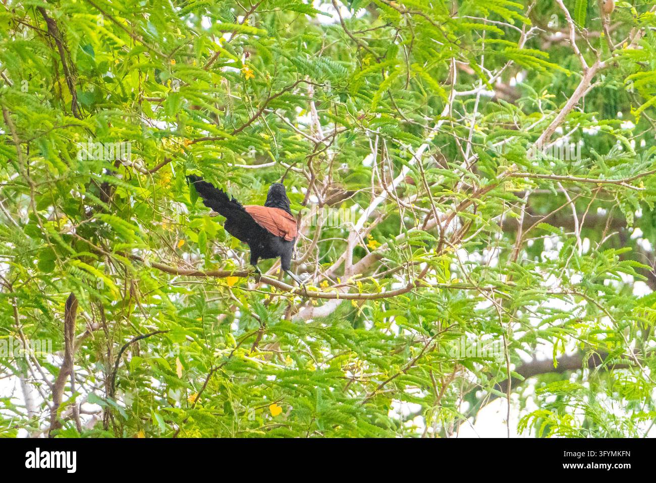 Large brown tropical bird concealed within a dense tree canopy ...