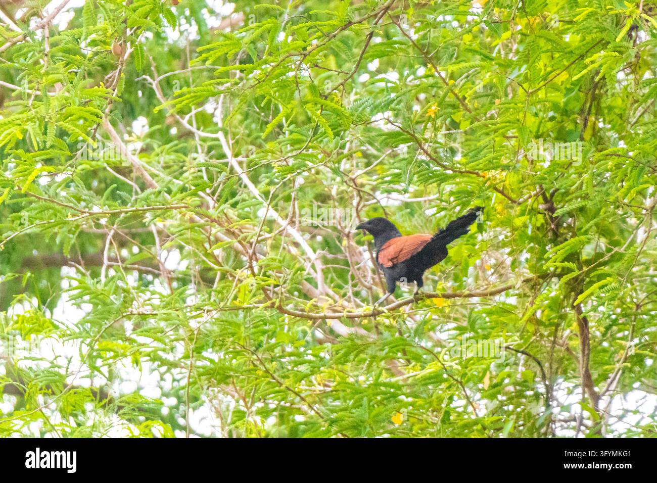Large brown tropical bird concealed within a dense tree canopy ...