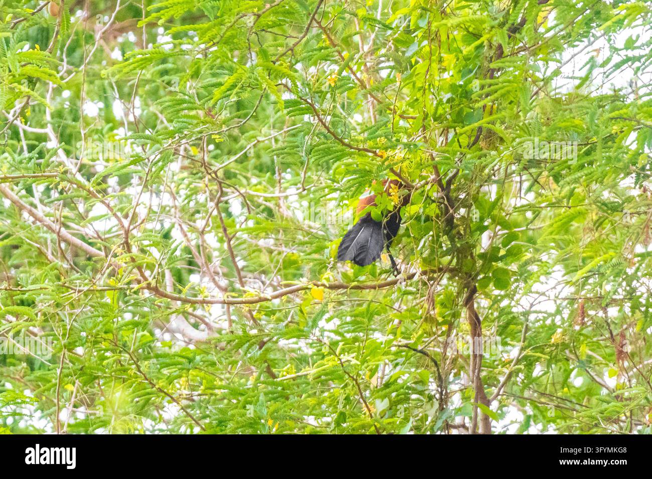 Large brown tropical bird concealed within a dense tree canopy ...