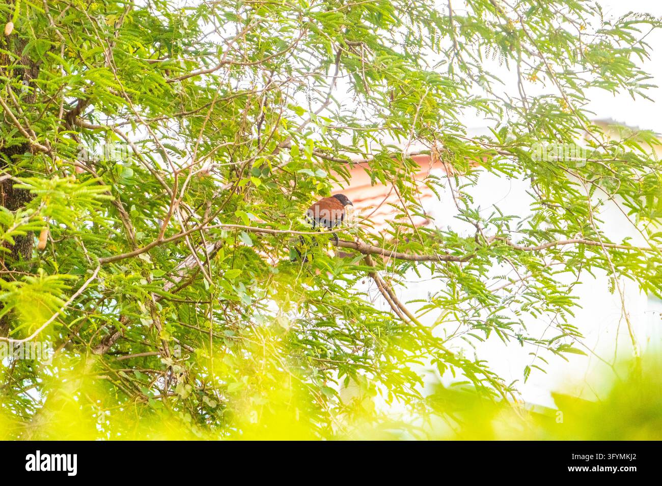 Large brown tropical bird concealed within a dense tree canopy ...