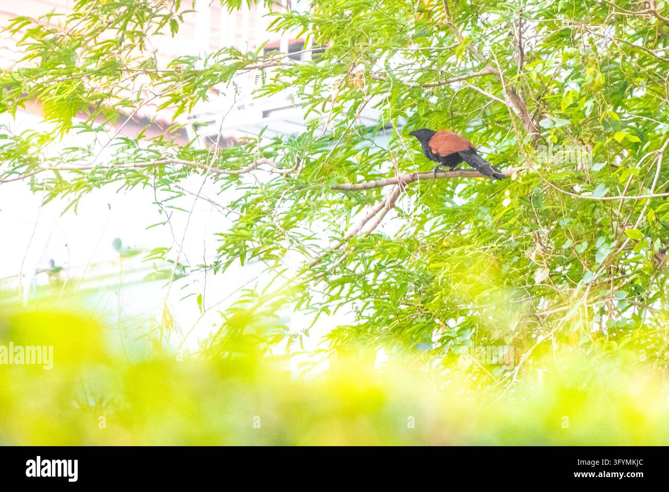 Large brown tropical bird concealed within a dense tree canopy ...