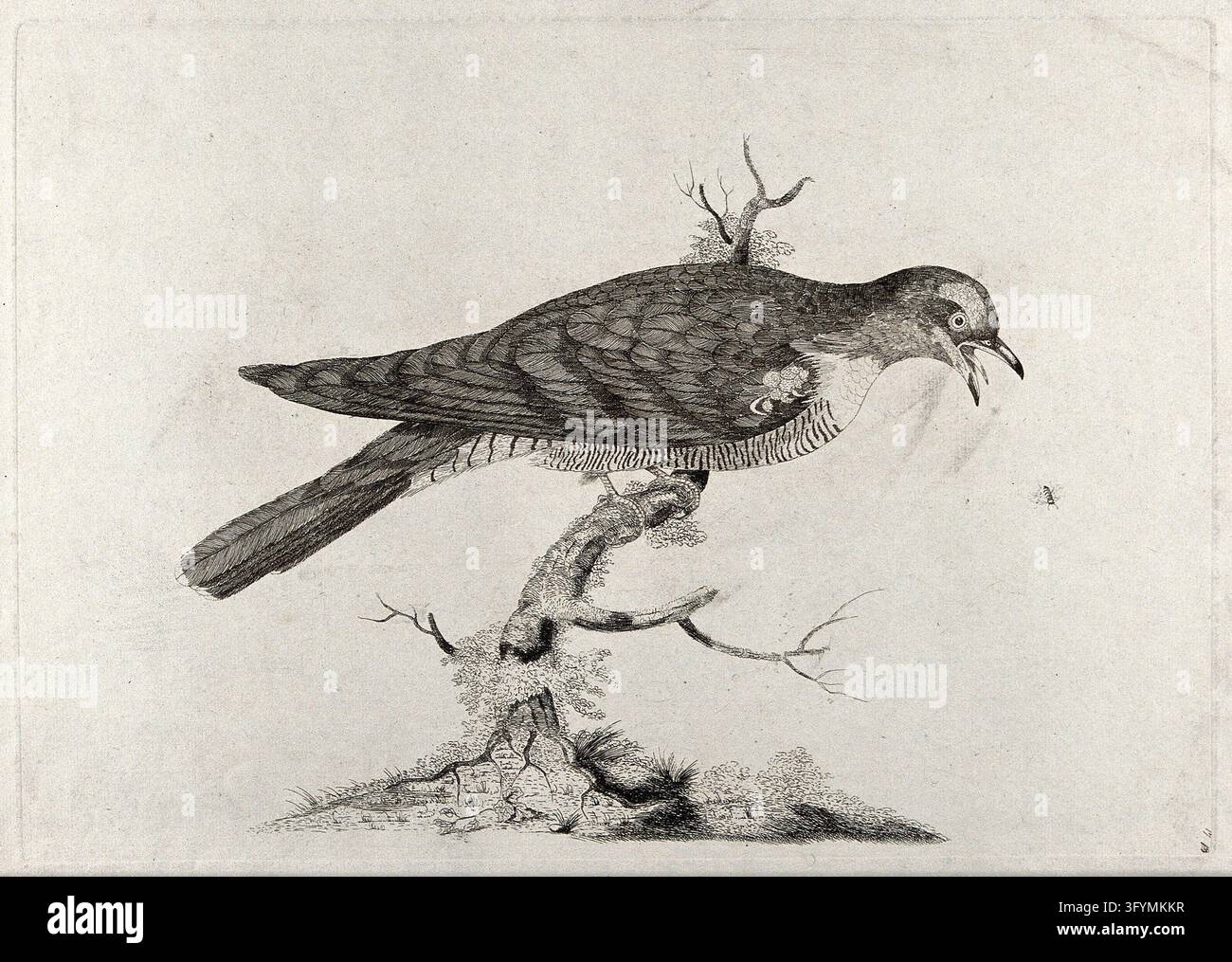 Fly Imag A cuckoo catching a fly. Etching, ca. 1775, after W. Hayes Stock Photo ...
