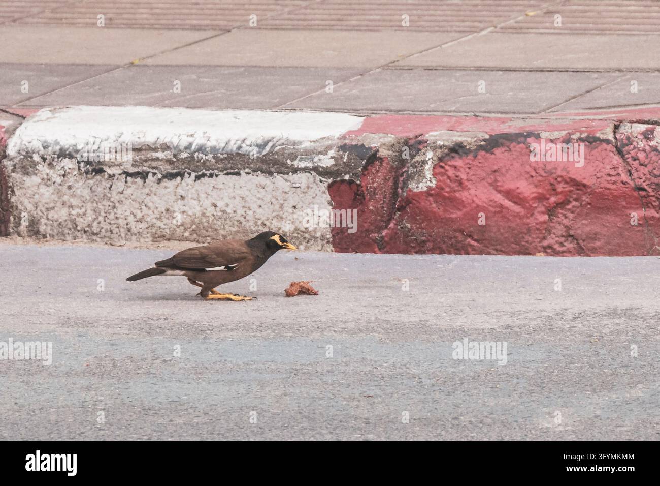 Common myna bird feeding on found food along a roadside, capturing ...