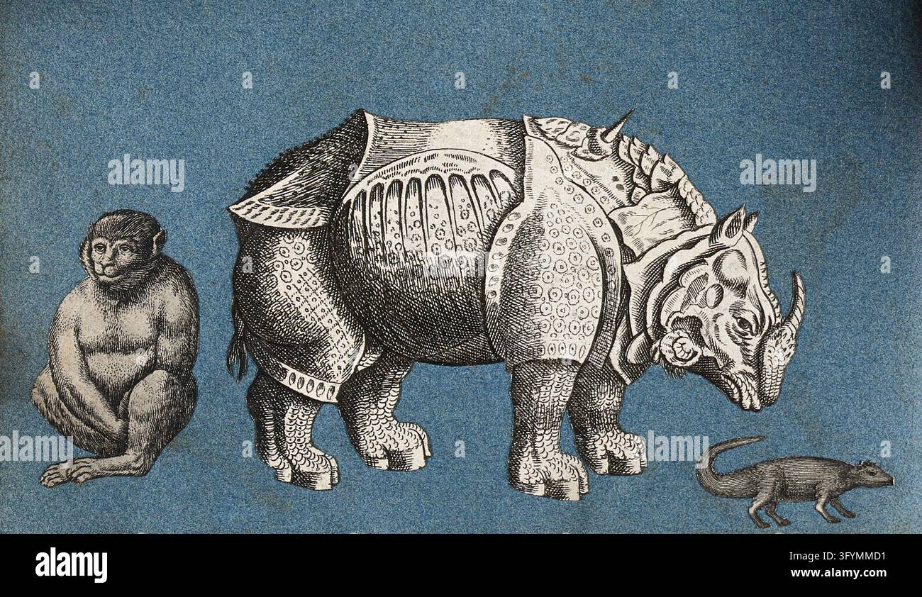 Alberta Lizard A rhinoceros, a monkey and a lizard. Cut-out engravings pasted onto ...