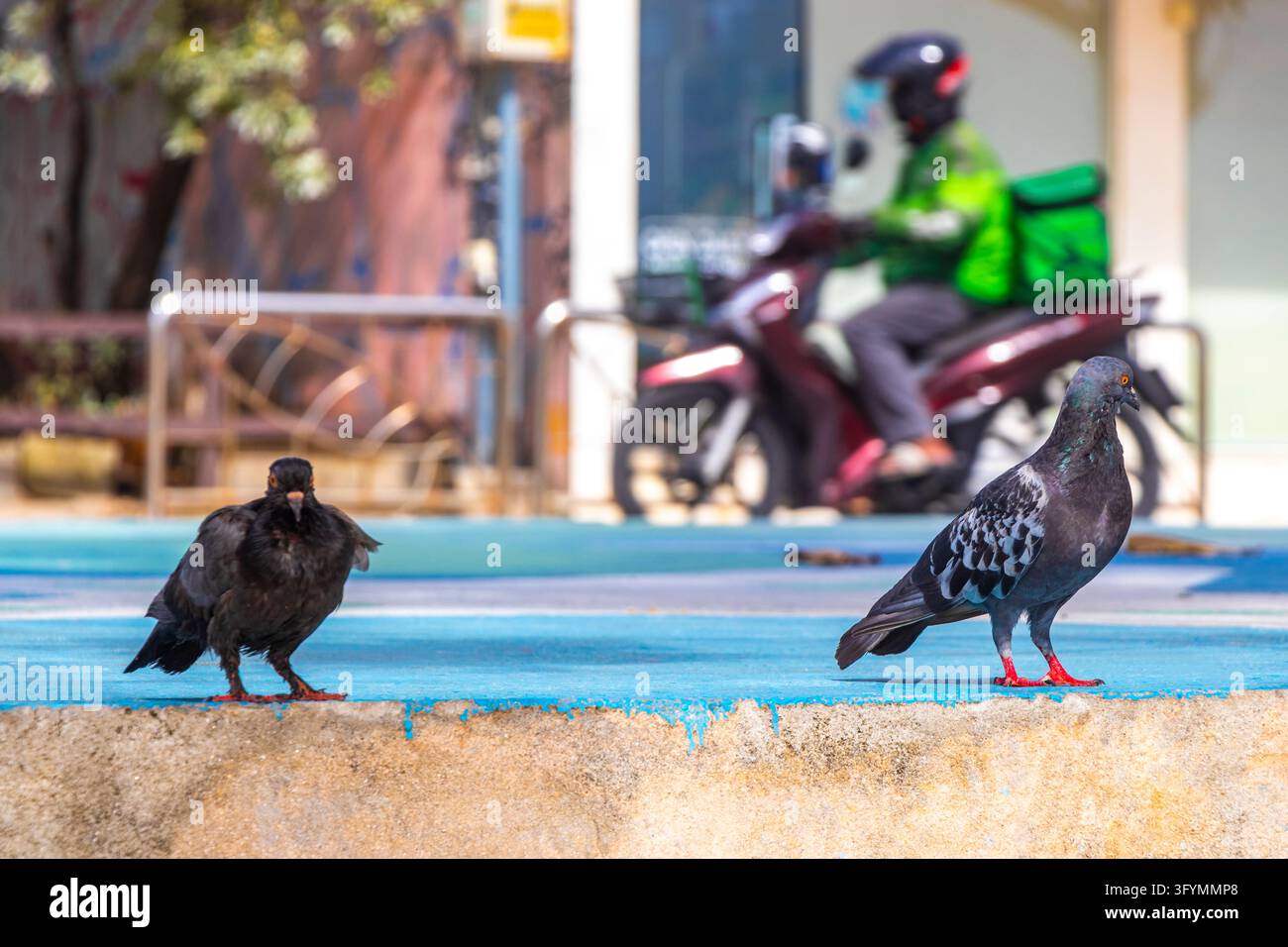 Large flock of pigeons gathering on pavement in busy urban environment ...