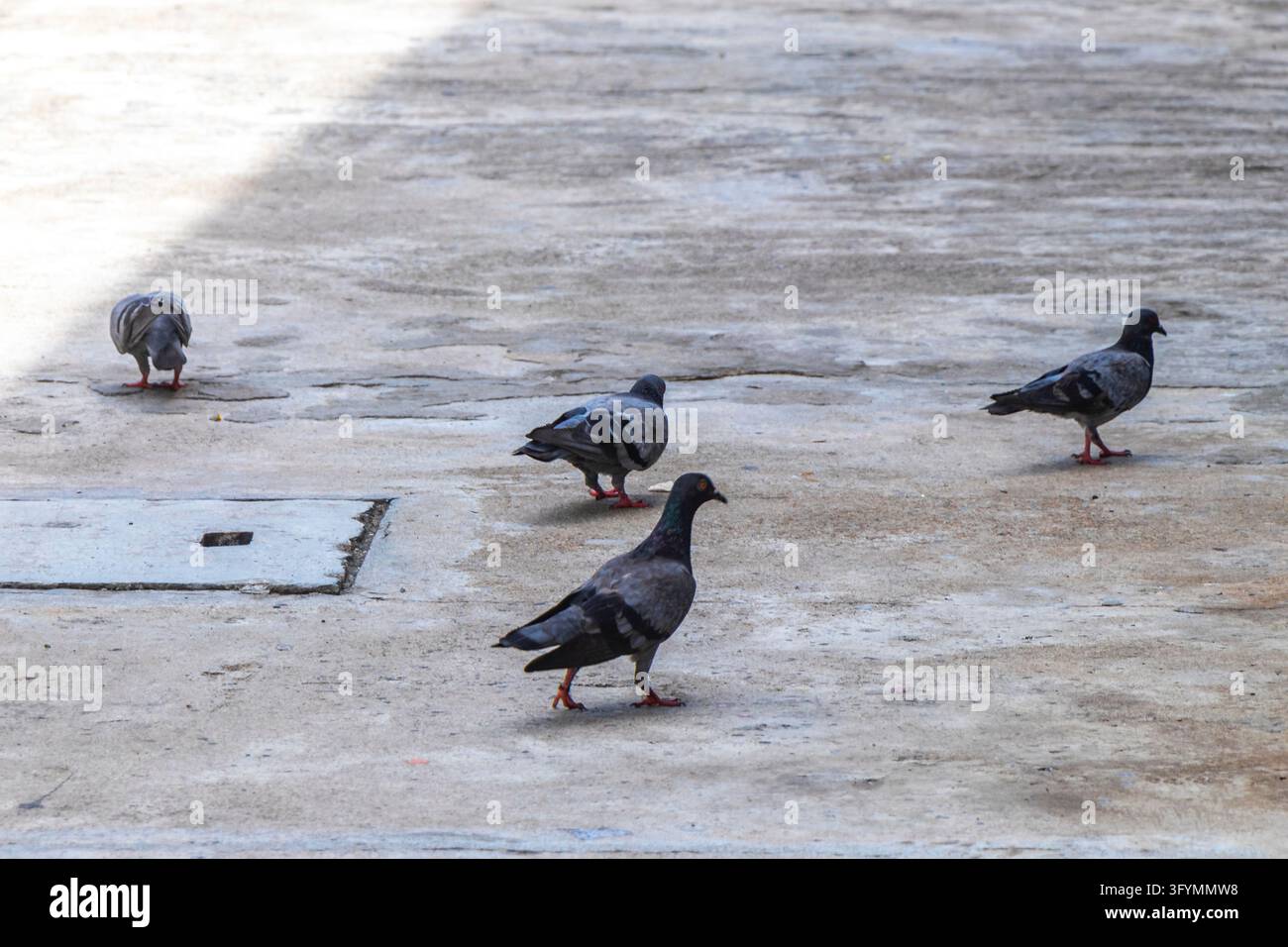 Large flock of pigeons gathering on pavement in busy urban environment ...