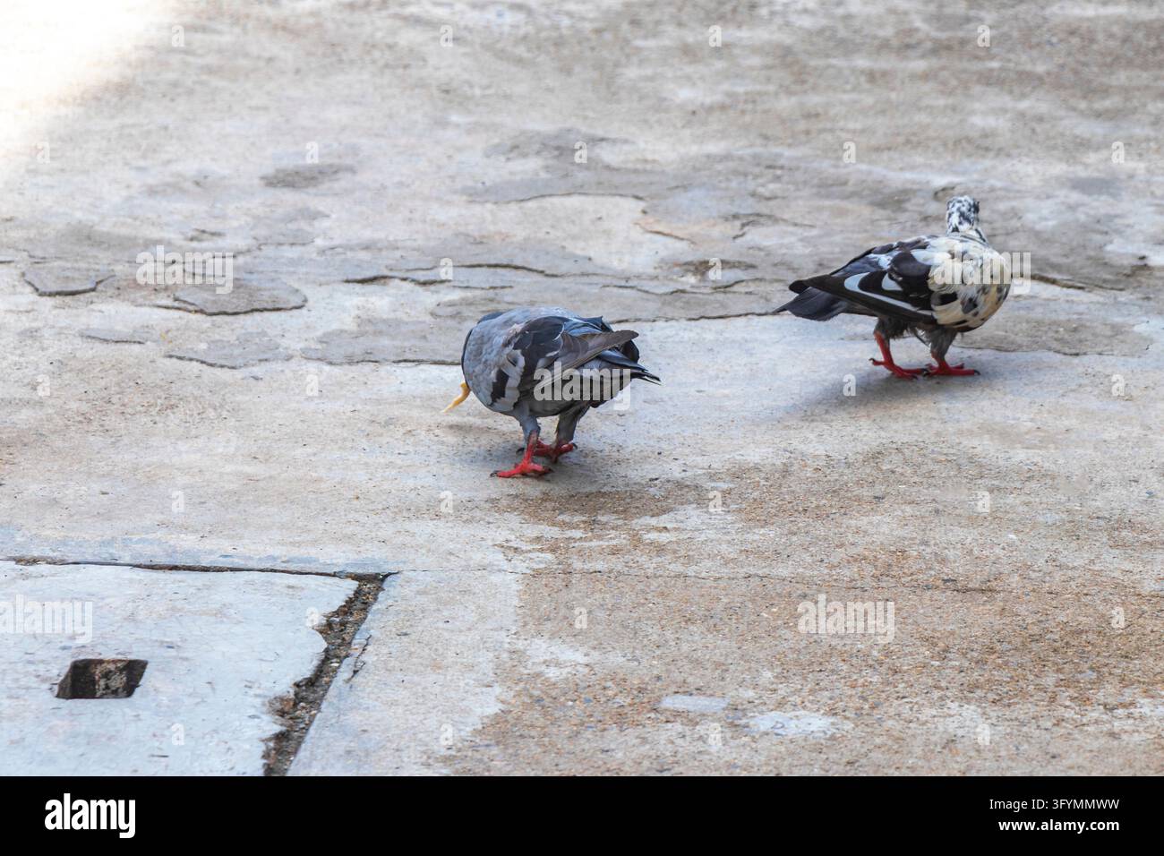Large flock of pigeons gathering on pavement in busy urban environment ...