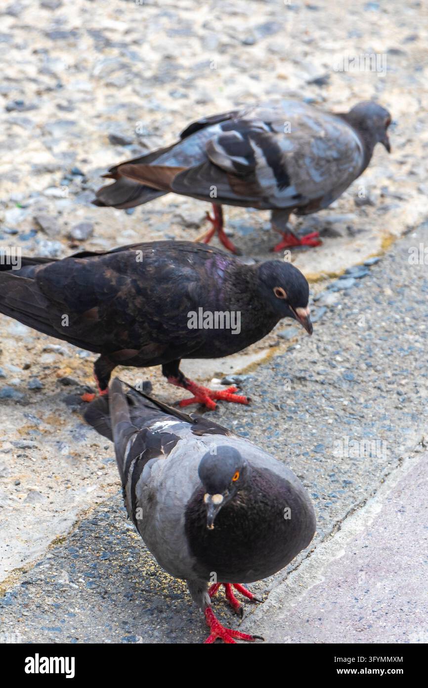Large flock of pigeons gathering on pavement in busy urban environment ...