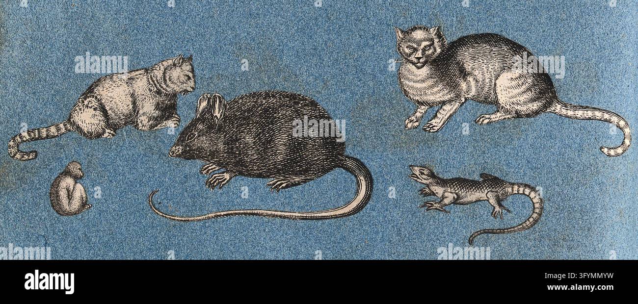 Two cats, a mouse, a monkey and a lizard. Cut-out engraving pasted onto ...