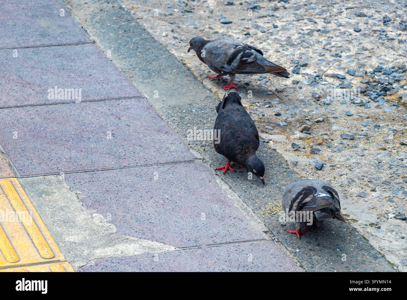 Large flock of pigeons gathering on pavement in busy urban environment ...