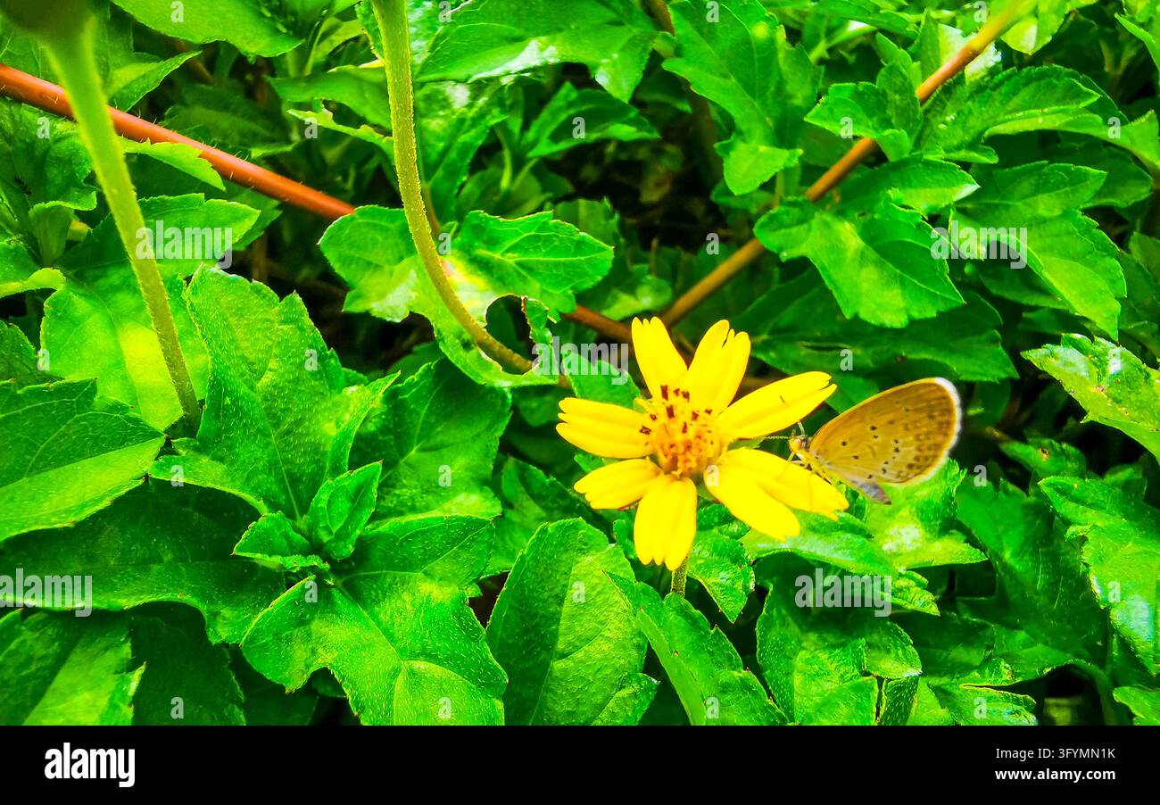 Small tropical butterfly perched gently on a yellow blossom ...