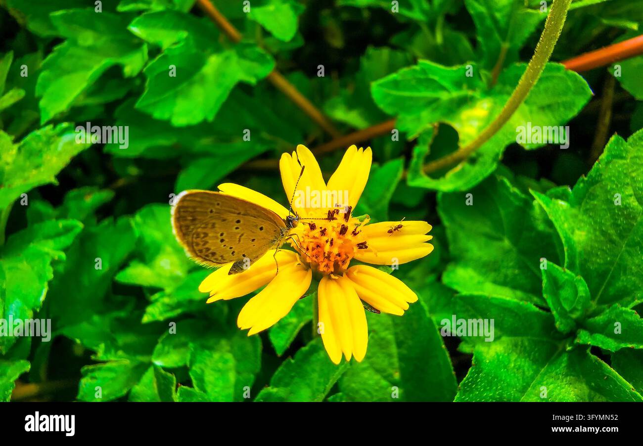 Tiny tropical butterfly resting on a yellow flower bloom capturing ...