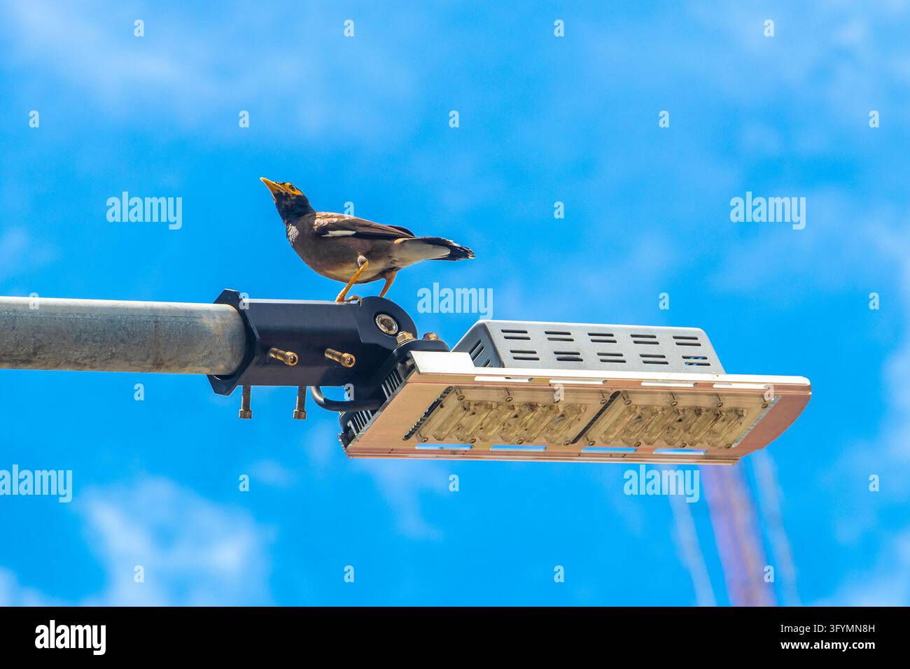 Common myna with yellow beak perched on a modern LED streetlight ...