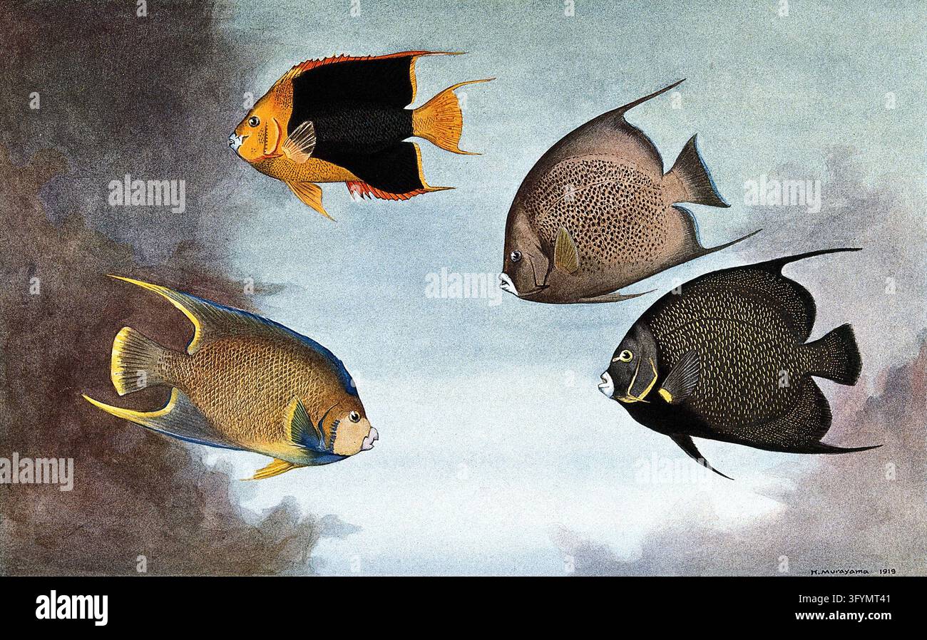 A rock beauty, a black angel fish, a blue angel fish and a french angel ...