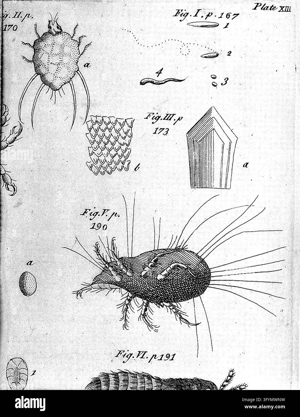 The microscope made easy: or, I. The nature, uses and magnifying powers ...