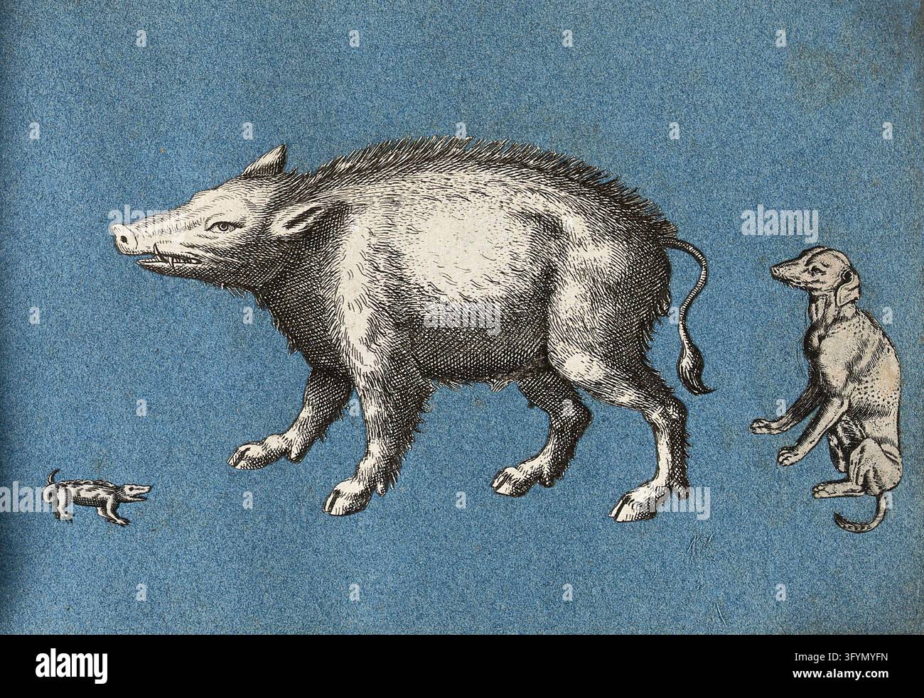 Alberta Lizard A wild boar or warthog, a lizard and a dog. Cut-out engravings pasted ...