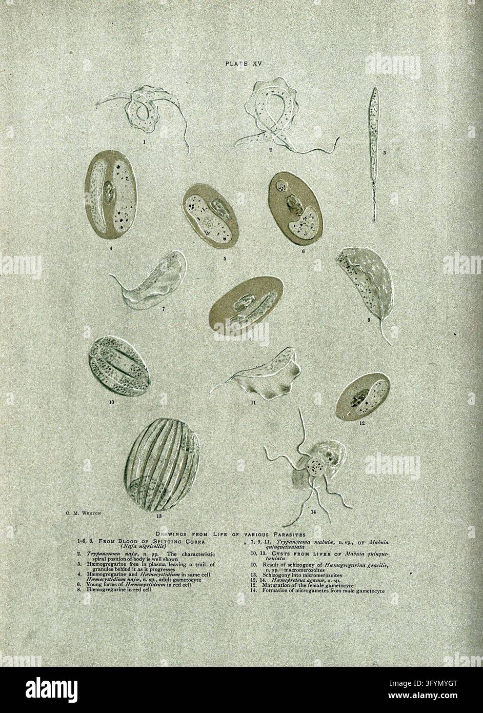 Microscopy: parasites at 1000X magnification. Coloured process print ...