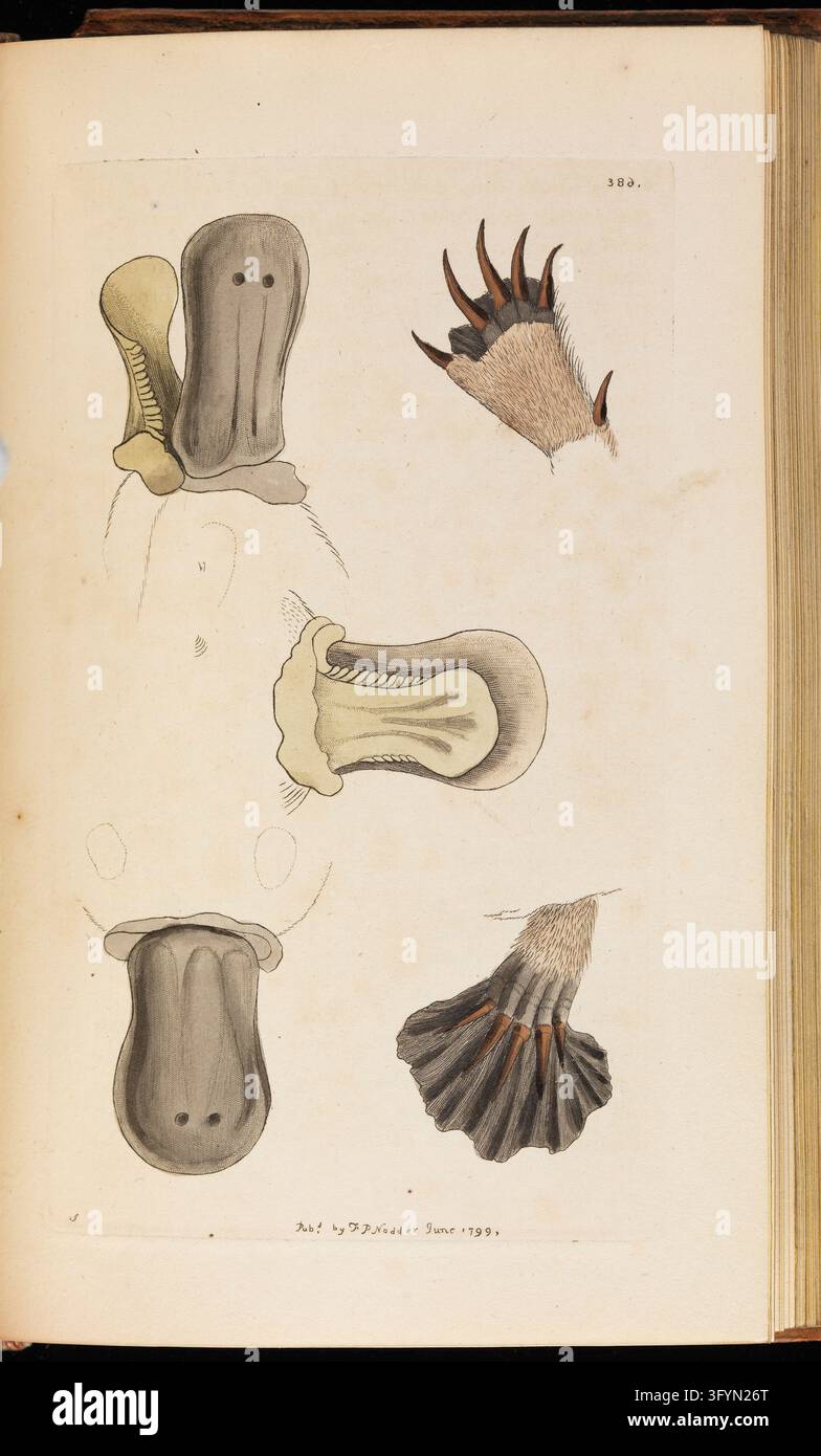 The naturalists' miscellany, or, Coloured figures of natural objects ...