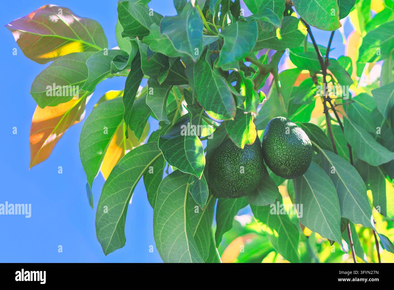 Avocado orchard with ripe Hass avocados hanging from a tree branch ...