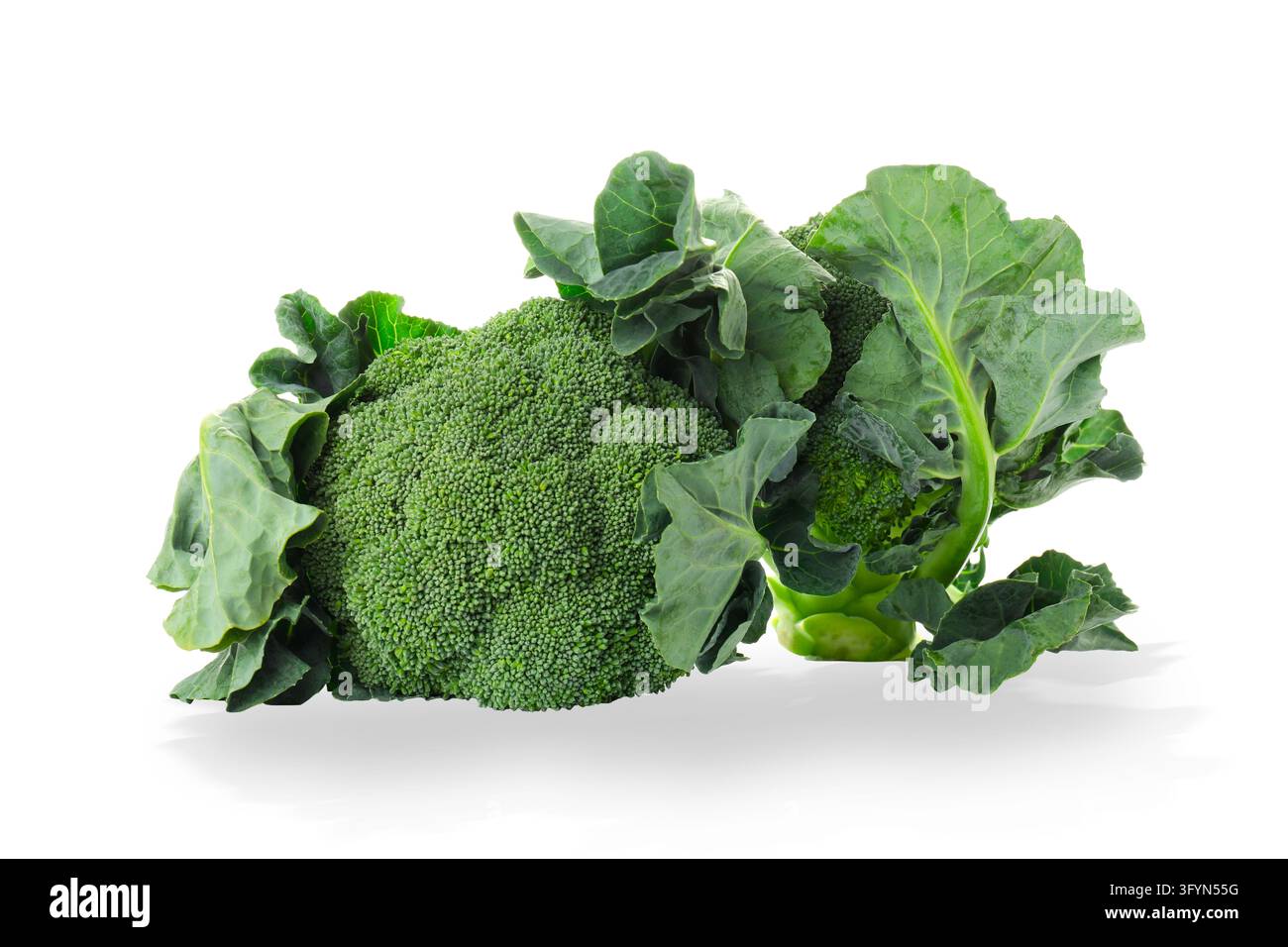 Healthy food. Broccolis green leaves showcase healthy, fresh veggies ...