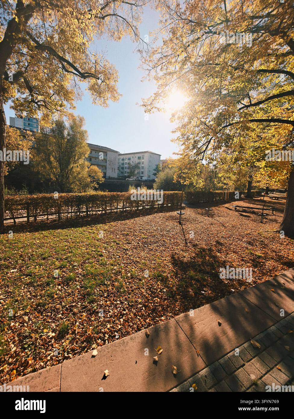 Sunlit autumn park with golden trees casting long shadows toward ...
