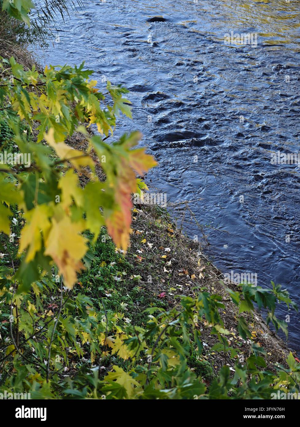 Maple branches with yellow autumn leaves over rippling riverbank water ...