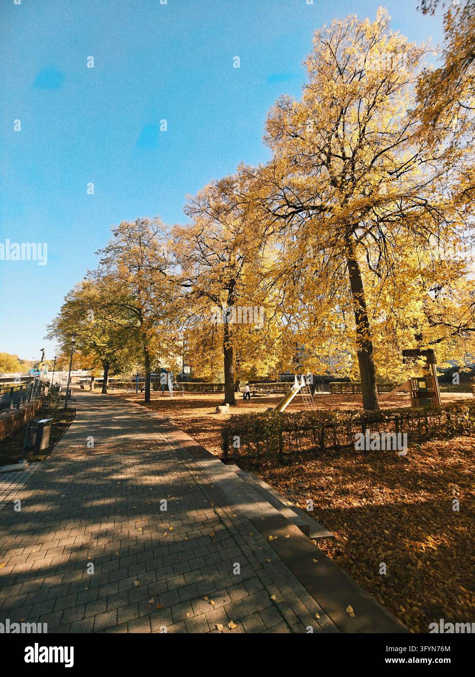 Autumn park path framed by tall trees with golden leaves under clear ...
