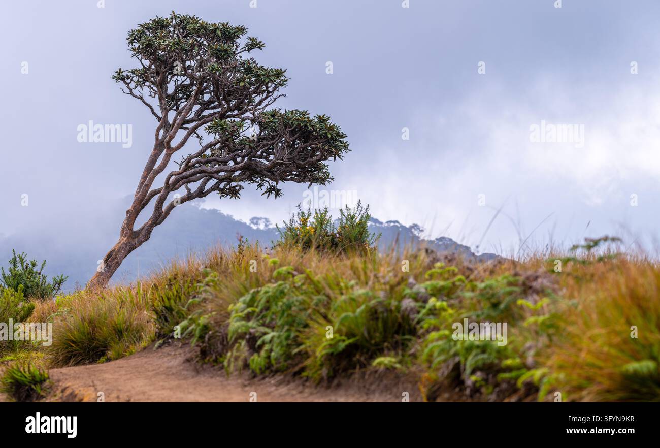 Tree Standie A solitary windswept tree stands along, misty mountain trail surrounded ...
