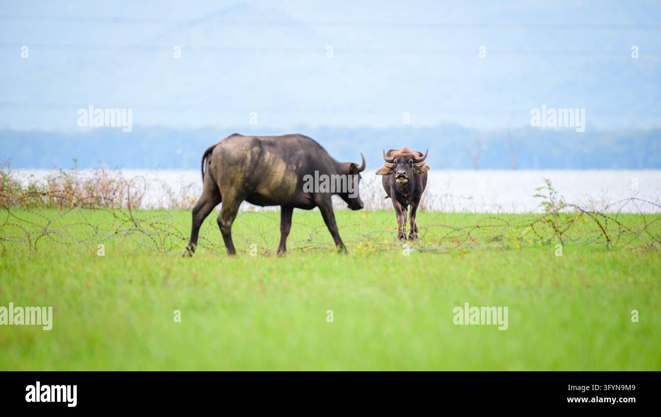 Two wild water buffalo graze and walk across a lush wetland grassland ...