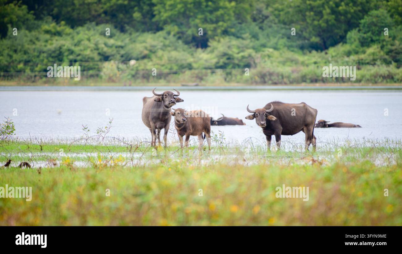 A family of Asian water buffalo stands along the grassy shoreline of ...
