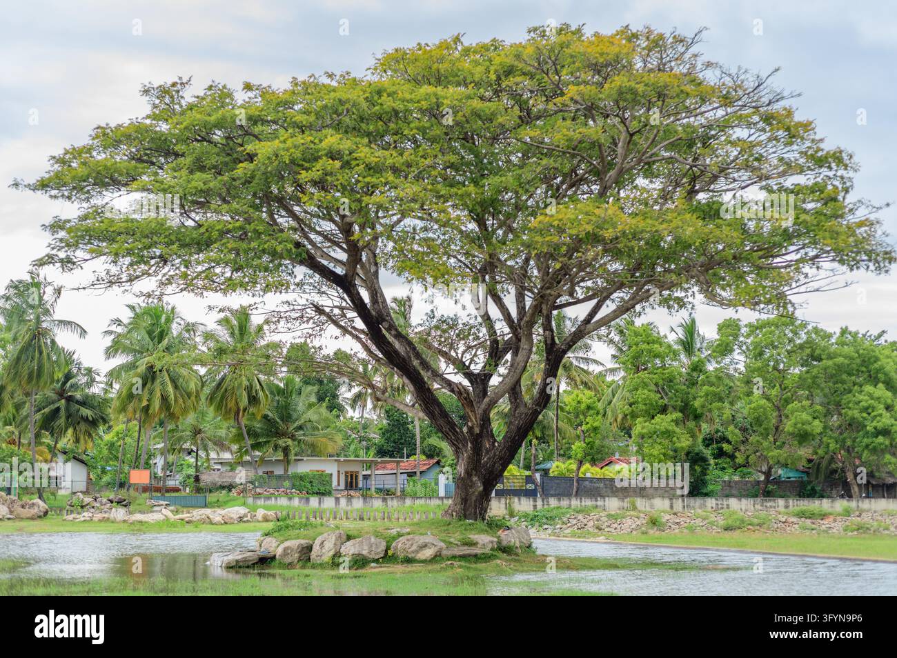 Shade tree in a shallow freshwater floodplain beside Udawalawe ...