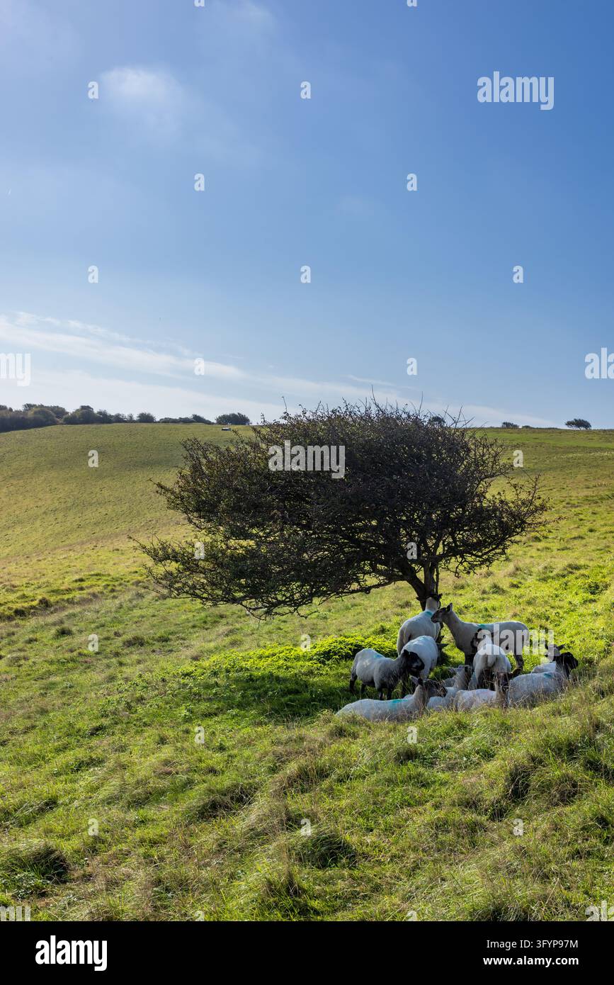 Tree Stock Picture A rural Sussex view with sheep resting under a hawthorn tree Stock ...