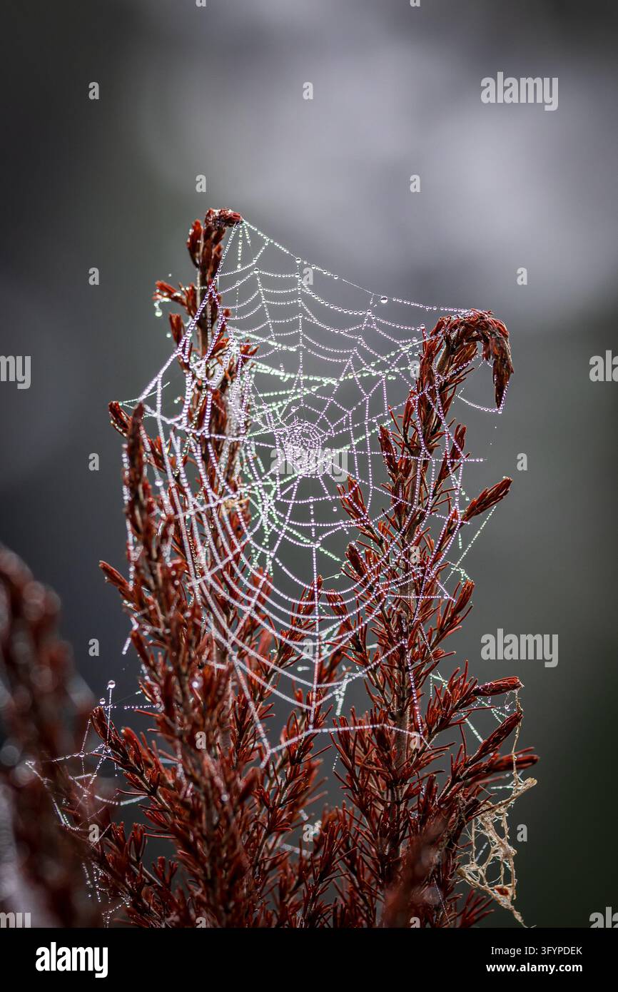 A spider web on a sunny autumn morning, with a shallow depth of field ...
