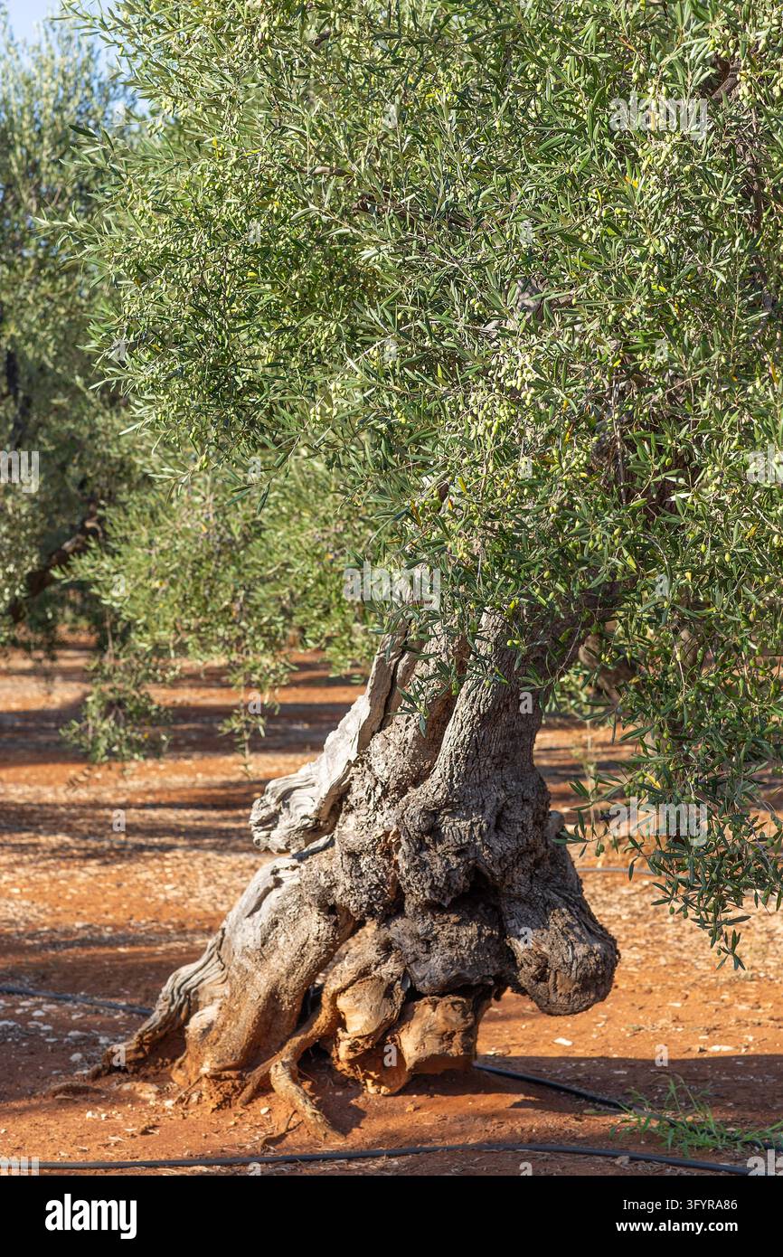 Magnificent centuries-old olive tree with a large gnarled trunk growing ...