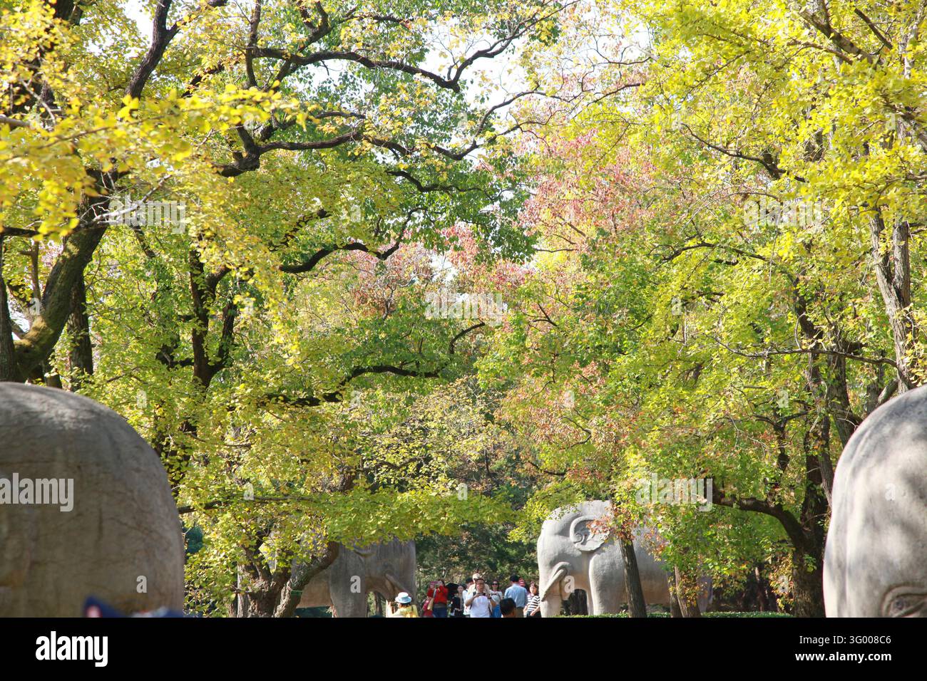 Tourists enjoy the scenery along the Stone Elephant Road at Ming ...