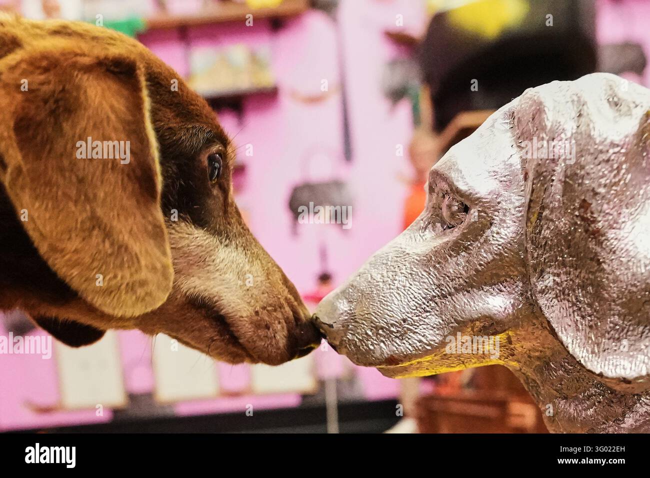 A dachshund sniffs an exhibit during the exhibition 