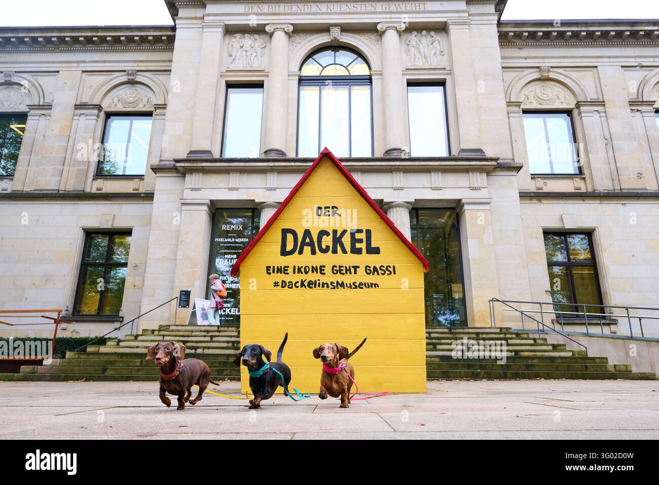 29 October 2026, Bremen: Dachshunds are walking past the Kunsthalle ...