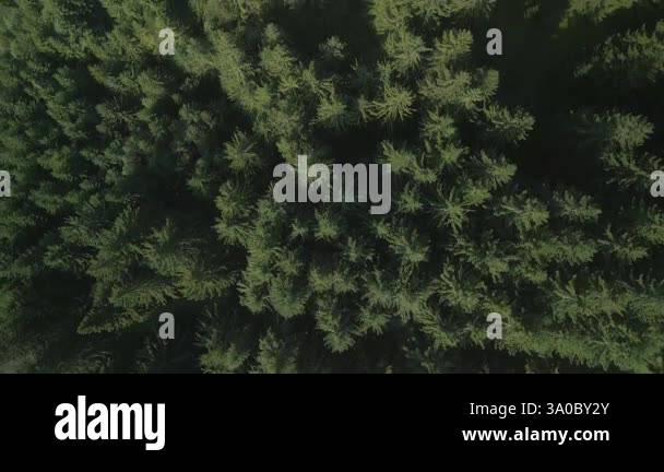 Pine Tree Zoom In Green pine tree coniferous spruce forest aerial top down view. Dramatic ...