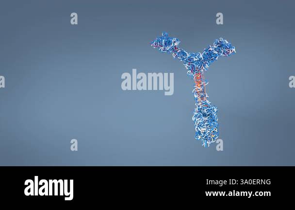 Antibody play a crucial role in immune responses,their dynamic nature ...