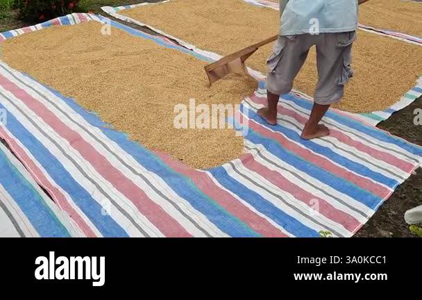 Indonesian farmer drying harvested rice under the sun using a wooden ...