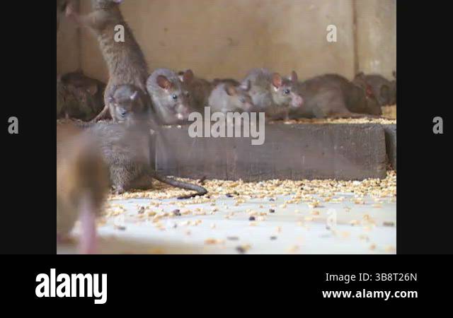 INDIA - 1999 - Close-up of rats eating corn off the floor of India's ...