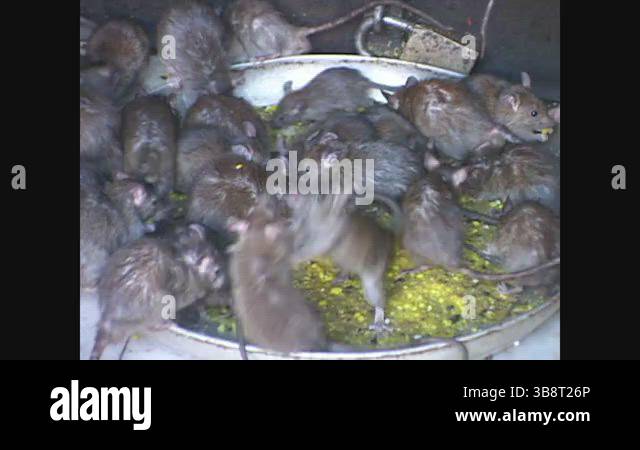 INDIA - 1999 - Close-up of rats eating out of a large dish put out for ...